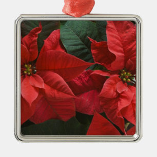 Adorno Metálico EE. UU., WA, Detalle de poinsettia roja (Euphorbia
