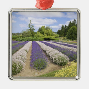 Adorno Metálico EE. UU., WA, Sequim, Purple Haze Lavender Farm
