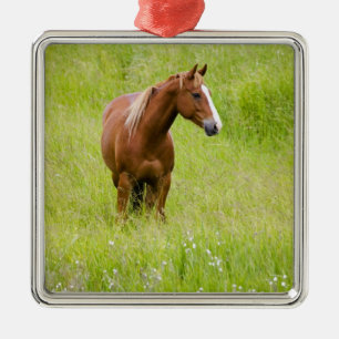 Adorno Metálico EE. UU., Washington, Caballo en Campo de Primavera