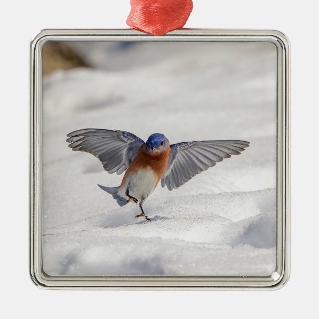 Adorno Metálico El Bluebird oriental bailando en la nieve (Frente)