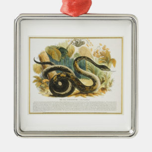 Adorno Metálico El constrictor de boa, pub. educativo del