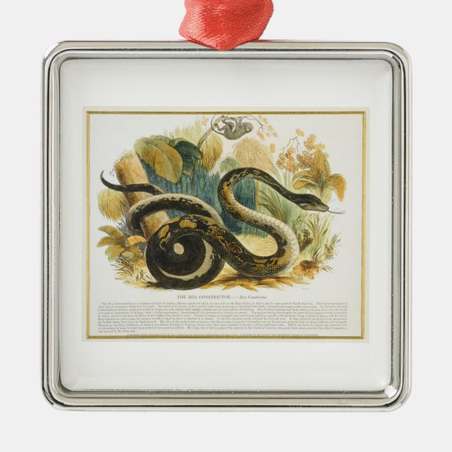Adorno Metálico El constrictor de boa, pub. educativo del (Frente)