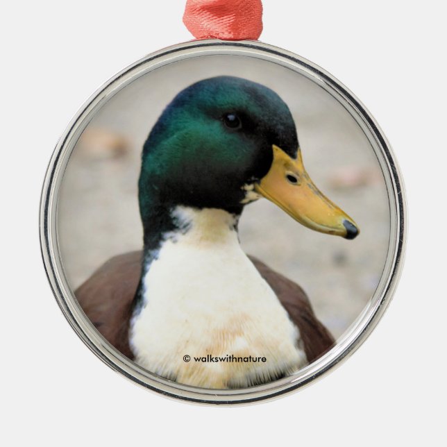Adorno Metálico El gracioso Mallard Doméstico Duclair Bibbed Odd D (Frente)