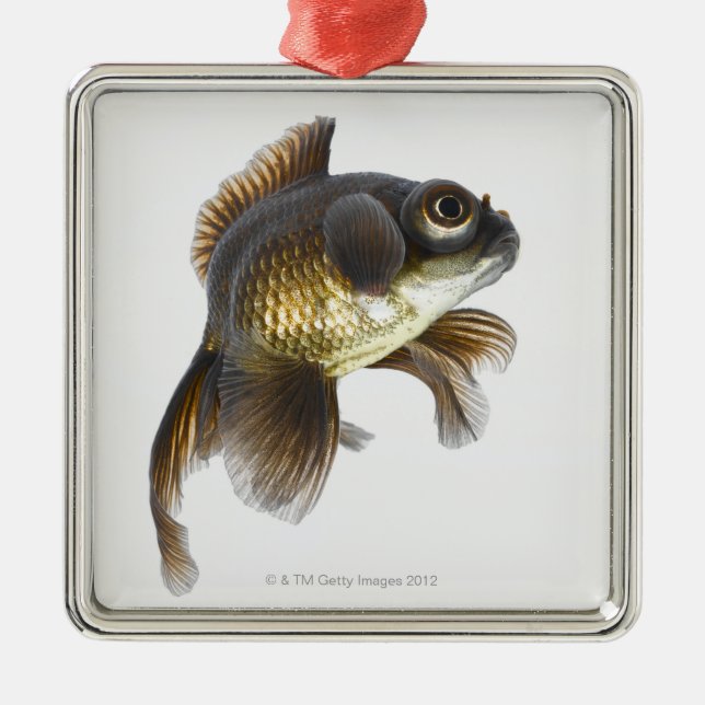 Adorno Metálico El negro amarra el goldfish (auratus del (Frente)