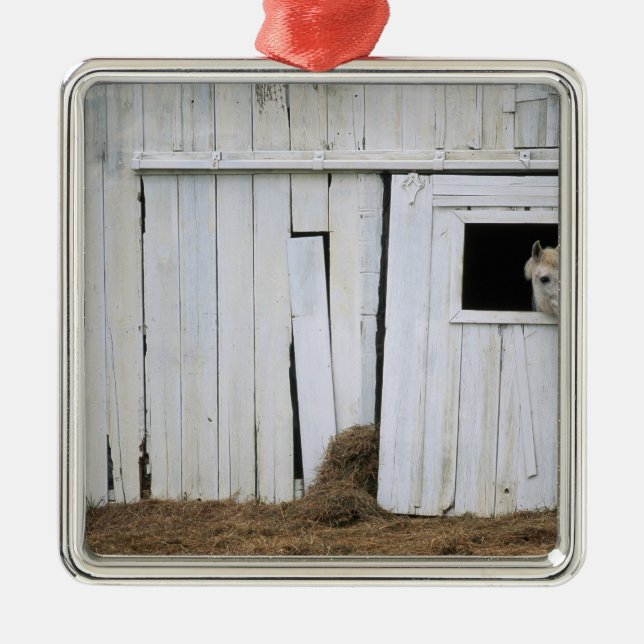 Adorno Metálico El pegarse del caballo dirige hacia fuera la (Frente)