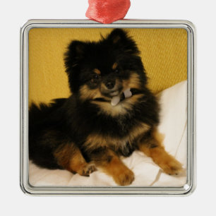 Adorno Metálico El Pomeranian más lindo