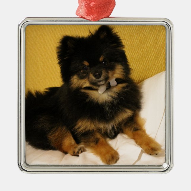 Adorno Metálico El Pomeranian más lindo (Frente)