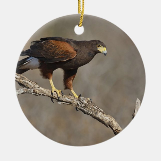 Adorno Metálico El rapaz encaramado halcón de Harris (Frente)