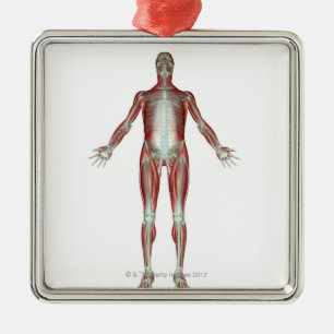 Adorno Metálico El sistema musculoesquelético 4