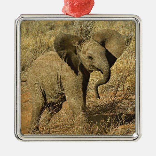 Adorno Metálico Elefante Africano Bebé, Loxodonta Africana, (Frente)