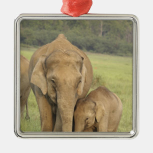 Adorno Metálico Elefante indio / asiático y cría, Corbett