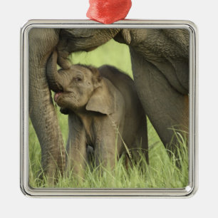 Adorno Metálico Elefante indio / asiático y cría, Corbett 2