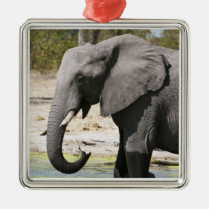 Adorno Metálico Elefante (Loxodonta africana), canal de Savute