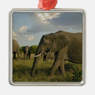 Adorno Metálico Elefantes africanos pastando, Loxodonta africana,