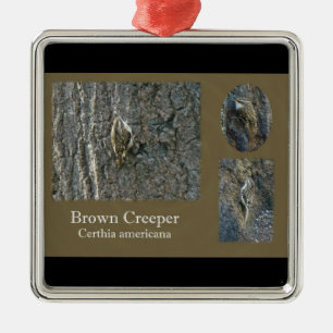 Adorno Metálico Elementos de coordinación del pájaro sonoro marr