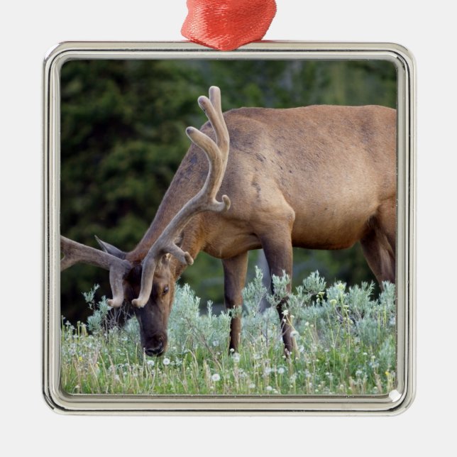 Adorno Metálico Elk de toro con cuernos en pastoreo de terciopelo (Frente)