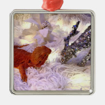 Enseñar la paz del dragón con barba en la Tierra