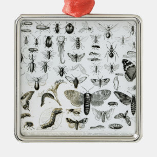 Adorno Metálico Entomología