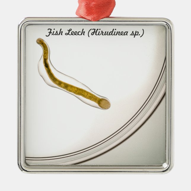 Adorno Metálico Especie: Sanguijuela de los pescados (Frente)
