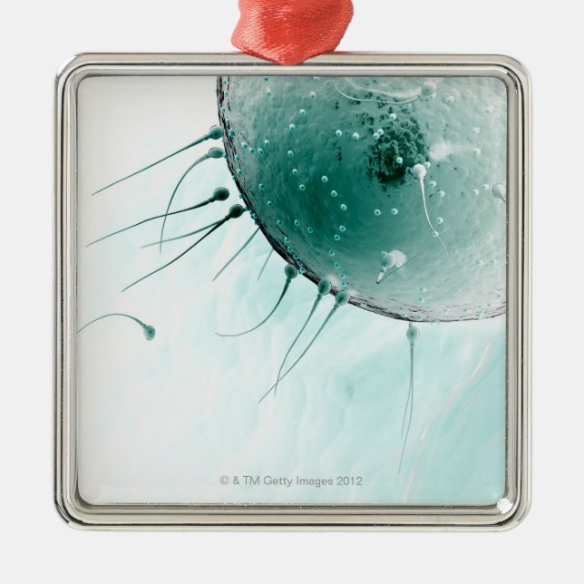 Adorno Metálico Esperma que fertiliza un huevo (Frente)