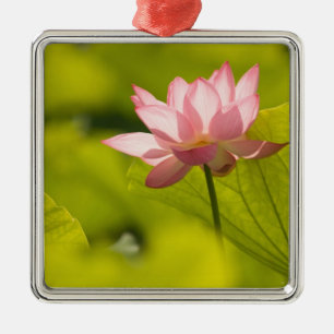 Adorno Metálico Estados Unidos, DC, Washington, Kenilworth 2