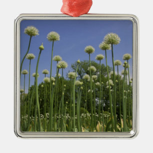 Adorno Metálico Estados Unidos, Nueva Inglaterra, Massachusetts, B