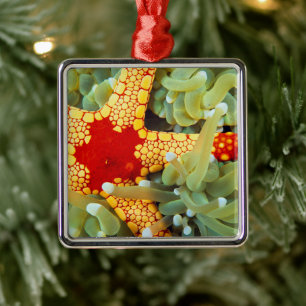 Adorno Metálico Estrella de mar roja y amarilla