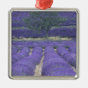 Adorno Metálico Europa, Francia, Provenza, Sault, Campos Lavender 