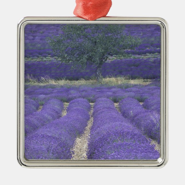 Adorno Metálico Europa, Francia, Provenza, Sault, Campos Lavender  (Frente)