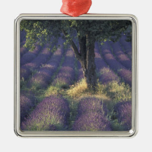Adorno Metálico Europa, Francia, Provenza, Sault, Lavanda