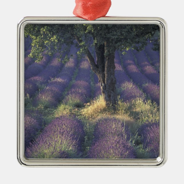 Adorno Metálico Europa, Francia, Provenza, Sault, Lavender (Frente)