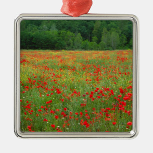 Adorno Metálico Europa, Italia, Toscana, amapolas rojas en campo.