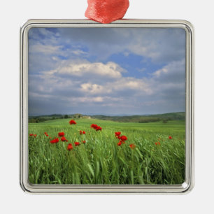 Adorno Metálico Europa, Toscana, Poggiolo. Las amapolas rojas se m