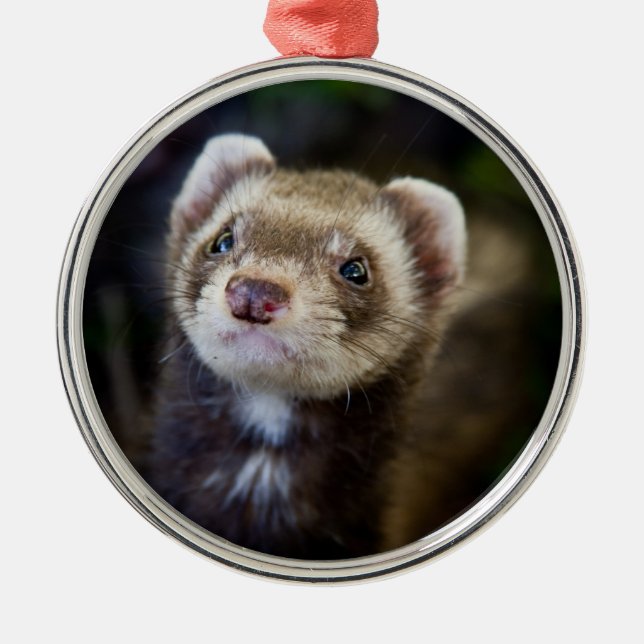 Adorno Metálico Ferret (Frente)
