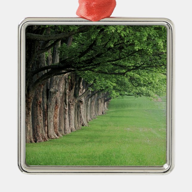 Adorno Metálico Fila de árboles, Louisville, Kentucky. (Frente)