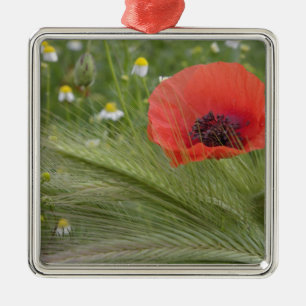 Adorno Metálico Flor de adormidera roja, Toscana, Italia