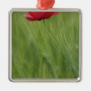 Adorno Metálico Flor de amapola roja entre cultivo de trigo, Tosca