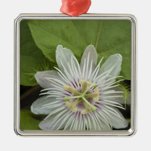 Adorno Metálico Flor de pasión Galápagos Passiflora foetis