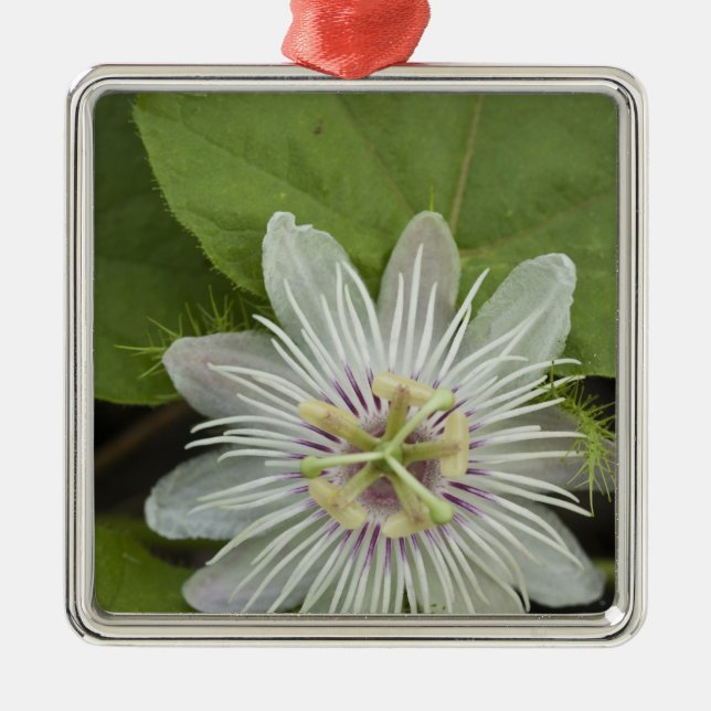 Adorno Metálico Flor de pasión Galápagos Passiflora foetis (Frente)