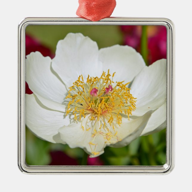 Adorno Metálico Flor de pezuña china blanca (Frente)