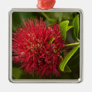 Adorno Metálico Flor de Pohutukawa, Dunedin