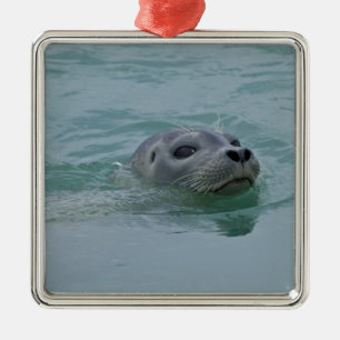 Adorno Metálico Foca común nadando en el lago glacial Jokulsarlon