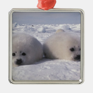 Adorno Metálico Foca de Groenlandia (Phoca groenlandica) Crías de 