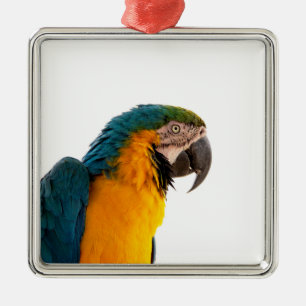 Adorno Metálico Foto de loro guacamayo