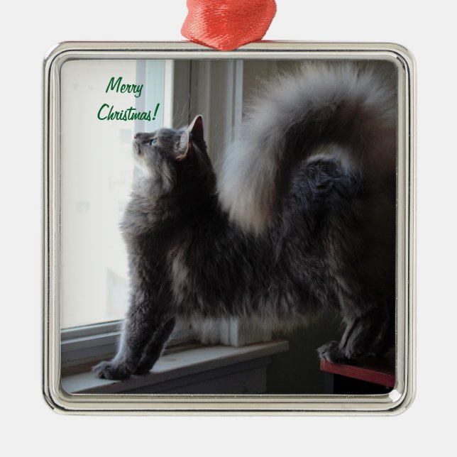 Adorno Metálico Foto del gato de Coon de Maine (Frente)