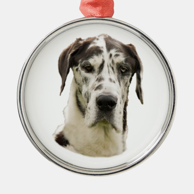 Adorno Metálico Foto del perro de great dane del Harlequin (Frente)