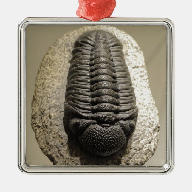 Adorno Metálico Foto hermosa del fósil del trilobite de Phacops (Frente)