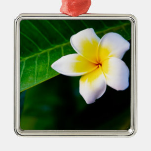 Adorno Metálico Fotografía de Flor de Plumeria