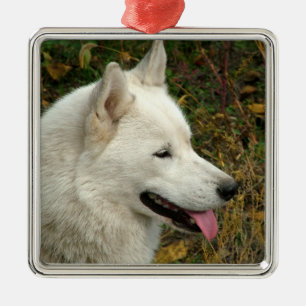 Adorno Metálico Fotografía del perro del Malamute de Alaska