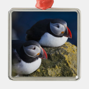 Adorno Metálico Frailecillo atlántico (Fratercula arctica) 7